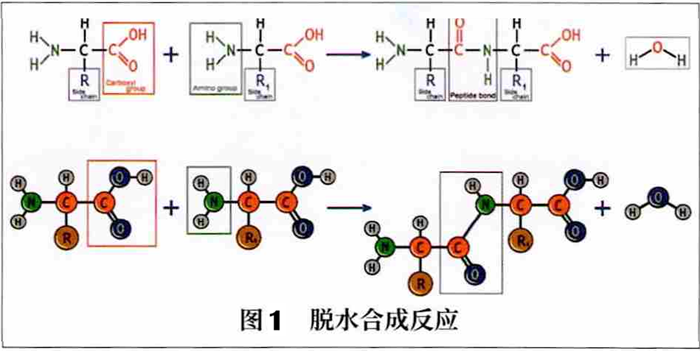 化妝品,化妝品肽類(lèi),蛋白類(lèi),原料,抗氧化,新陳代謝