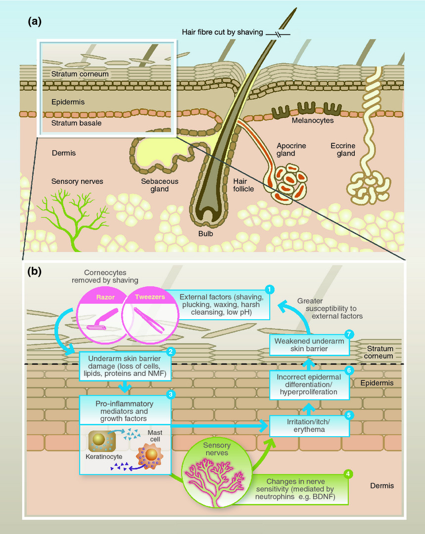 CIRS功效評價,技術(shù)實踐,腋下皮膚,生理學(xué),特征