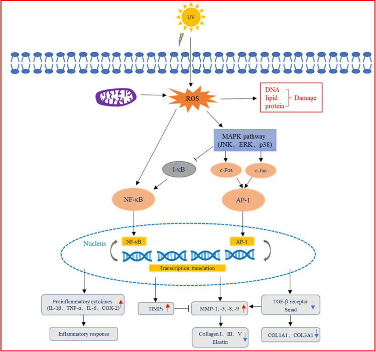 抗衰老,皮膚光老化,皮膚,紫外線(xiàn)輻射