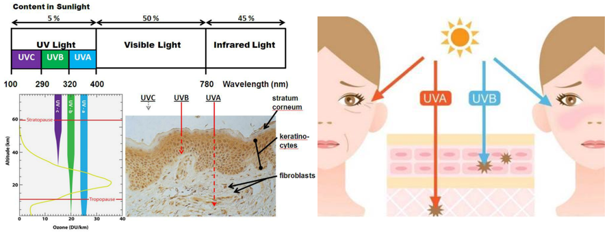 抗衰老,皮膚光老化,皮膚,紫外線(xiàn)輻射