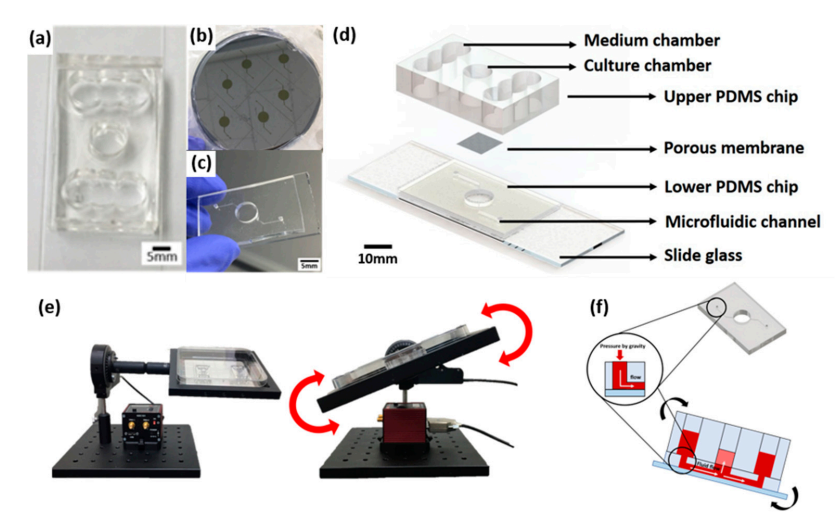 新型皮膚,芯片,化妝品安全,功效評價(jià)