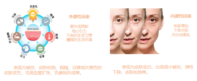 皮膚,抗衰,細(xì)胞,功效評(píng)估,去皺,抗初老,緊致