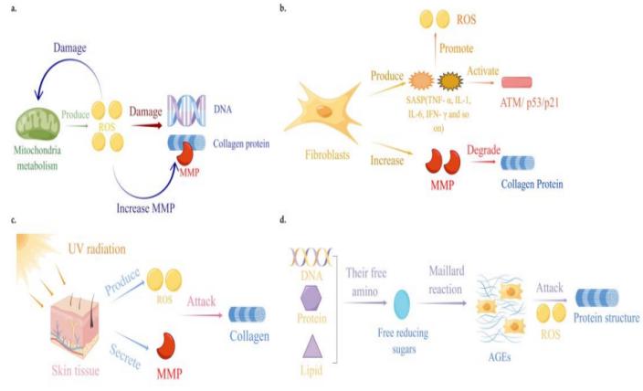皮膚,抗衰,細(xì)胞,功效評(píng)估,去皺,抗初老,緊致