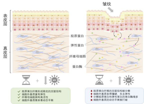 皮膚,抗衰,細(xì)胞,功效評(píng)估,去皺,抗初老,緊致