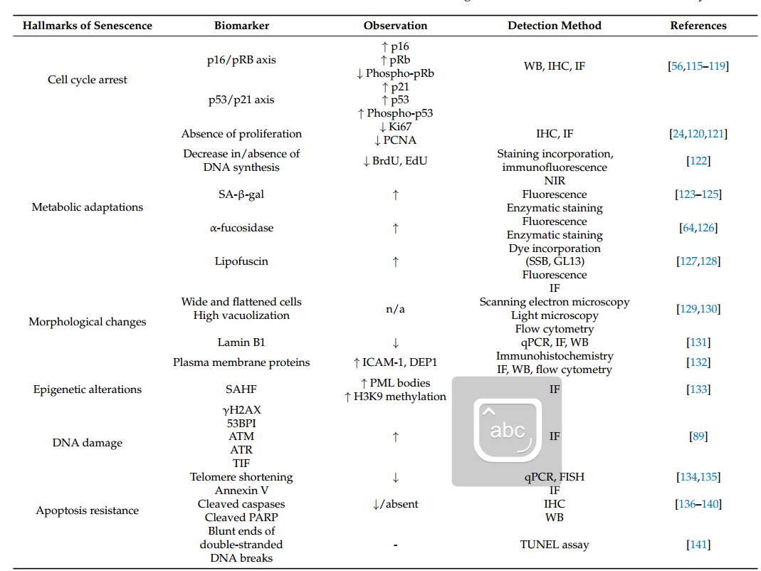 體外細(xì)胞培養(yǎng),模型,化妝品抗衰,功效評價(jià)
