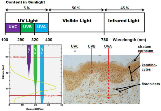 體外細(xì)胞培養(yǎng),模型,化妝品抗衰,功效評價(jià)