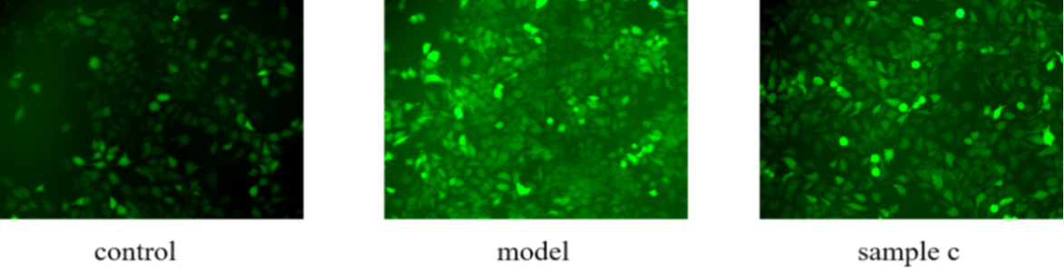 體外細(xì)胞培養(yǎng),模型,化妝品抗衰,功效評價(jià)