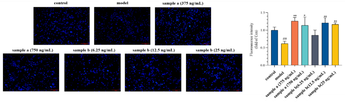 體外細(xì)胞培養(yǎng),模型,化妝品抗衰,功效評價(jià)