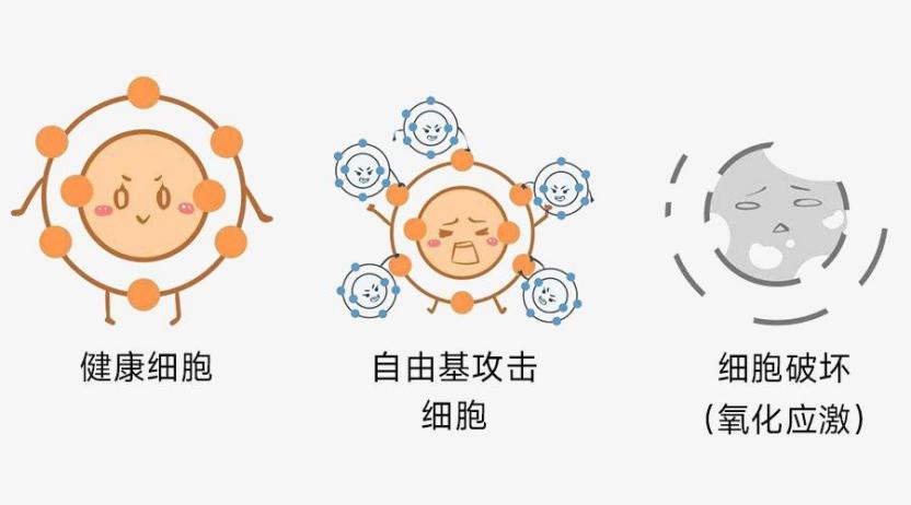 化妝品,抗氧化,抗衰,氧化還原反應,皮膚,ROS