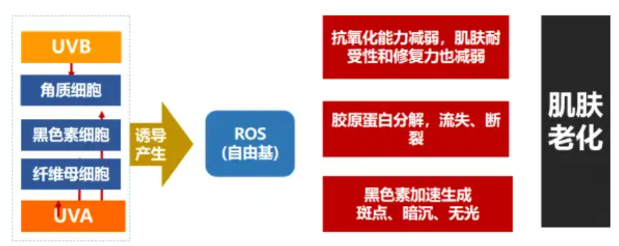 化妝品,抗氧化,抗衰,氧化還原反應,皮膚,ROS