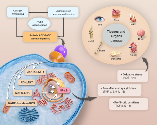 肌膚,化妝品,抗糖化,功效,評(píng)估