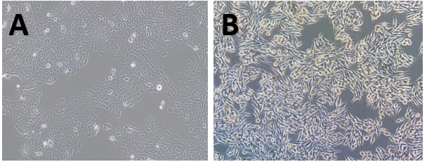體外細(xì)胞,培養(yǎng),模型,祛斑,美白,功效評(píng)估