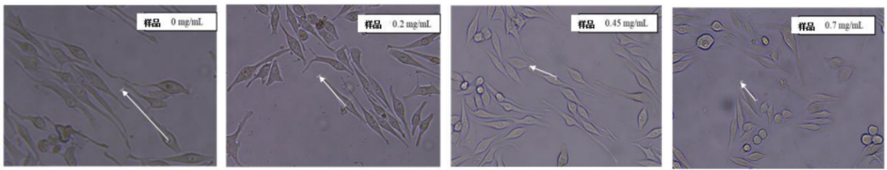 體外細(xì)胞,培養(yǎng),模型,祛斑,美白,功效評(píng)估