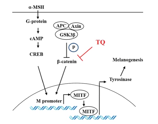 美白,功效原料,信號(hào)通路,黑素轉(zhuǎn)移,百里香醌