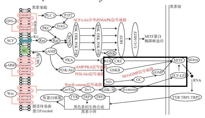 美白,功效原料,信號(hào)通路,黑素轉(zhuǎn)移,百里香醌
