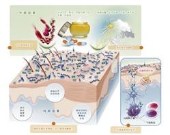敏感肌,皮膚,敏感