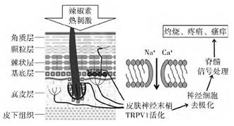 敏感肌,皮膚,敏感