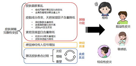 敏感肌,護理類產(chǎn)品,保濕,修護,舒緩,功效,體外評價