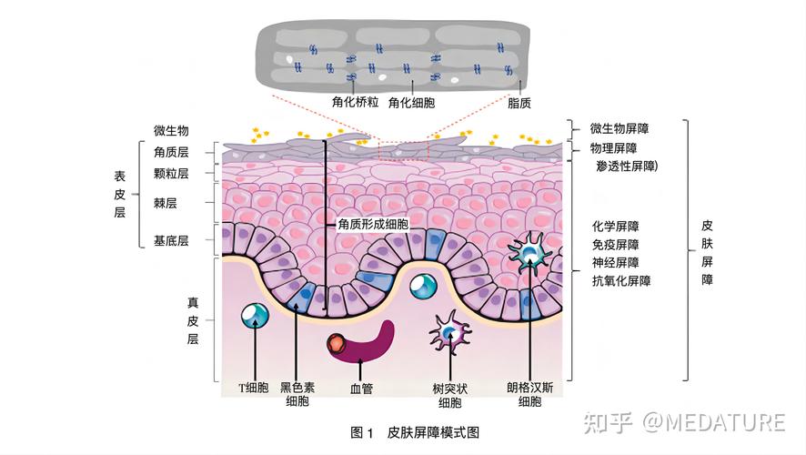 敏感肌,護(hù)理類,成分,功效評估