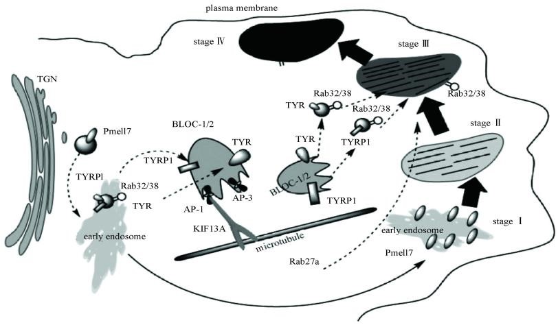 抗衰,美白,保濕,抗氧化,舒緩