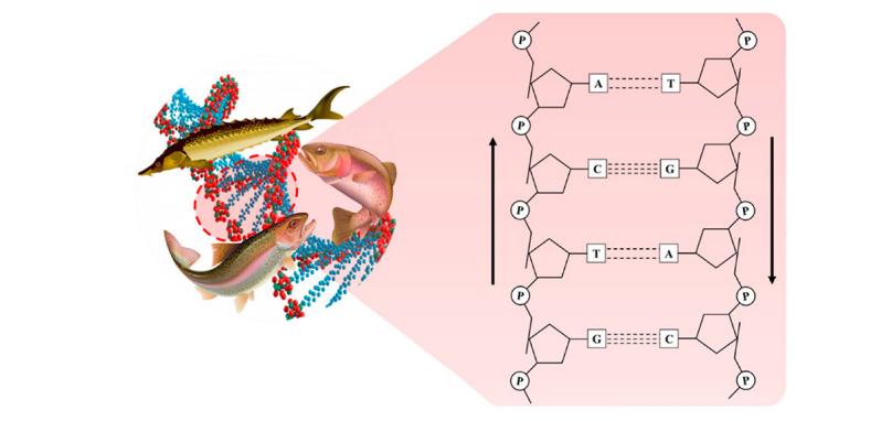 PDRN,再生醫(yī)學,護膚前沿,皮膚微生態(tài),安全性評估