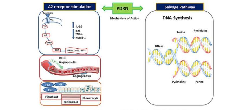 PDRN,再生醫(yī)學,護膚前沿,皮膚微生態(tài),安全性評估