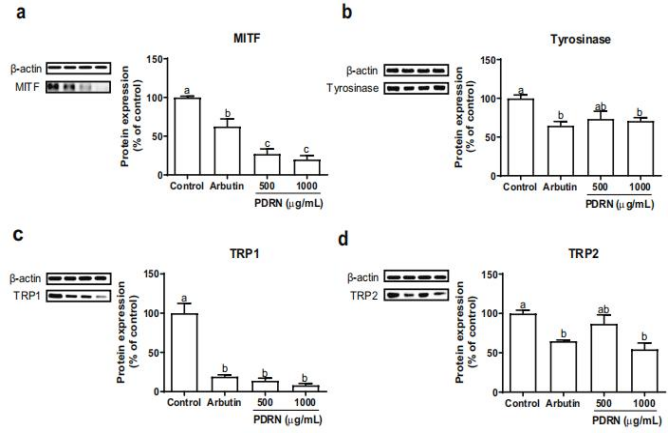 PDRN,再生醫(yī)學,護膚前沿,皮膚微生態(tài),安全性評估