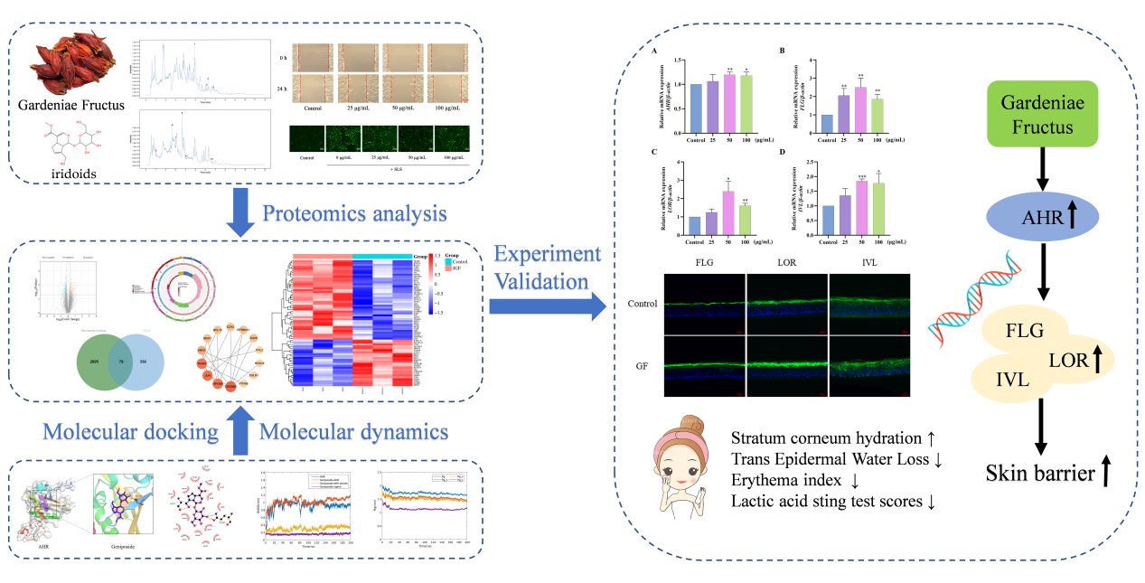 SCI期刊,科新生物,君裕集團(tuán),梔子提取物,增強,表皮屏障機(jī)制