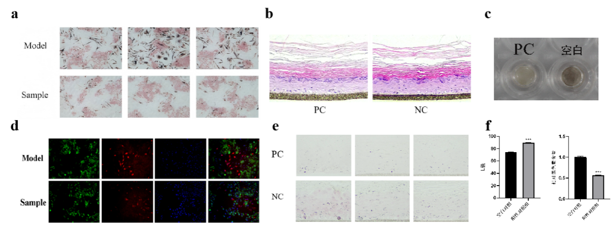 SCI期刊,科新生物,君裕集團(tuán),梔子提取物,增強,表皮屏障機(jī)制