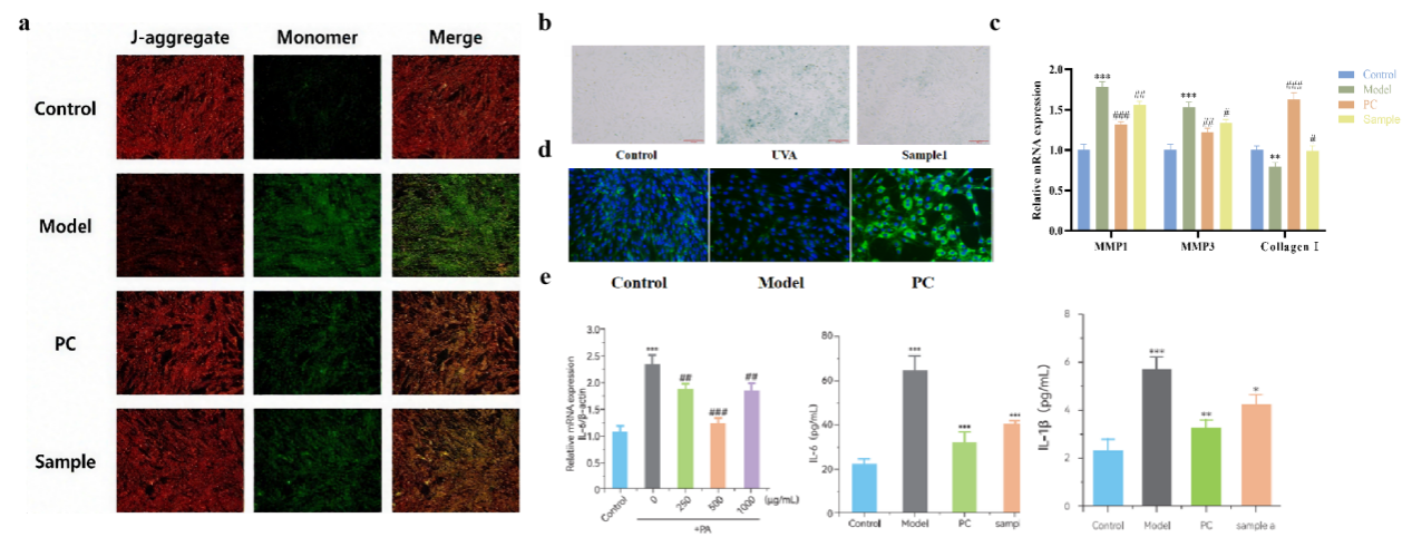 SCI期刊,科新生物,君裕集團(tuán),梔子提取物,增強,表皮屏障機(jī)制